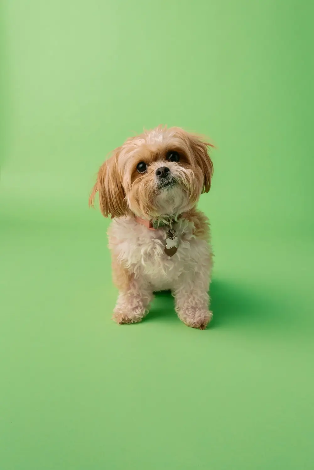 Source photo for Turn your pet into a 3D figure